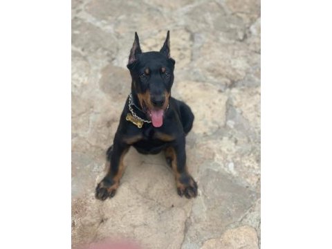 Safkan doberman yavrularımız