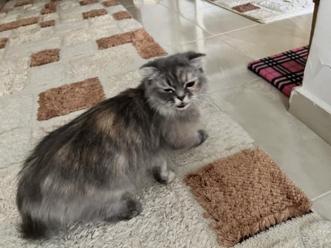 Safkan scottish fold