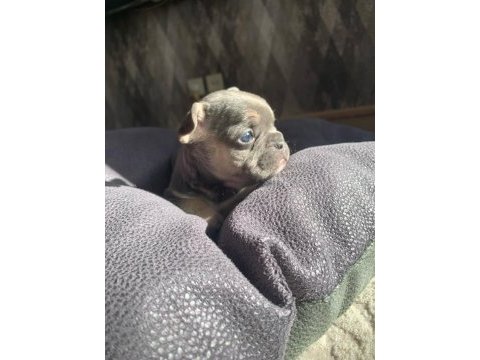 Güzeller güzeli french bulldog bebeklerimiz