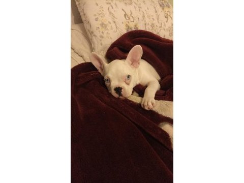 French bulldog 4 aylık