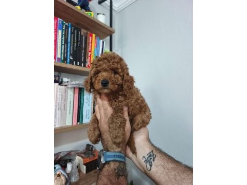 Toy poodle köpeği