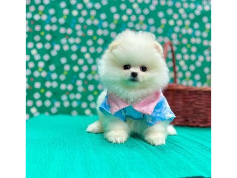 Safkan pomeranian boo bebekleri