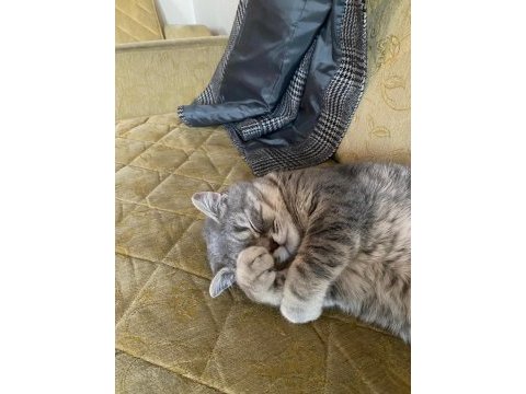 Dişi safkan british shorthair