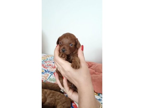 0 numara kore poodle