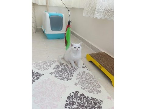 British shorthair beyaz