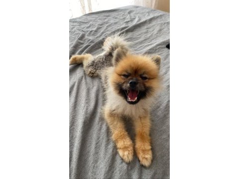 1 yaşında erkek pomeranian boo 2,5 kg
