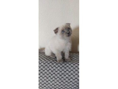 Beyaz ve golden eğik kulaklı tatlı scottish fold yavrularım