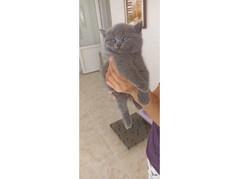 Top kafa ayıcık surat british shorthair kedisi