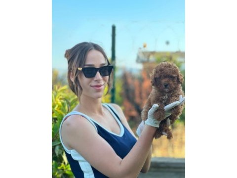 Toy poodle yavruları