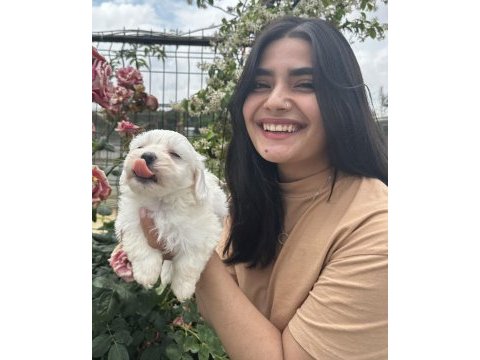 Kar tanesi maltese terrier