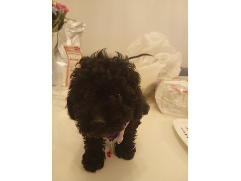 45 günlük poodle yavrumuz satılıktır