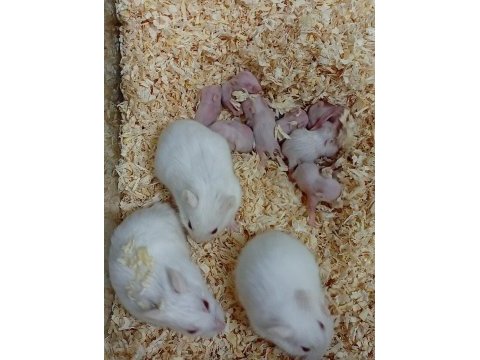 Her renkte gonzales hamster mevcut