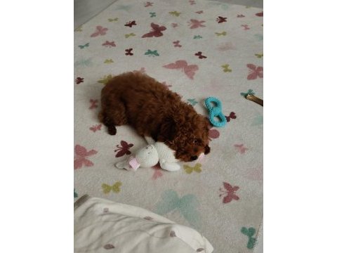 Toy poodle alex