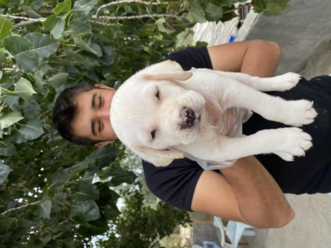 2 aylık labrador yavrularımız
