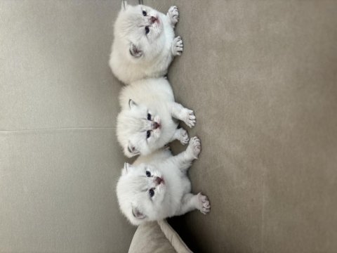 Safkan ve iri cins british shorthair anne altından