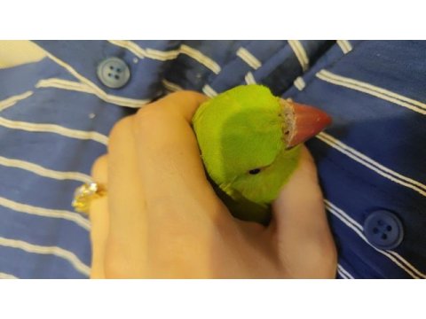 Pakistan papağanımız