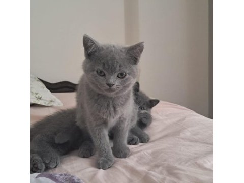 2 aylık british shorthair bebekler