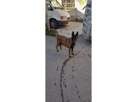 Belçika kurdu yavrusu
