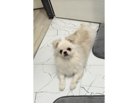 Kore pomeranian yavru yuvasını arıyor