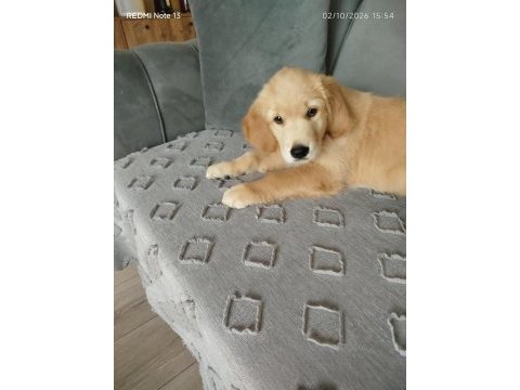 Golden retriever şila kızımız