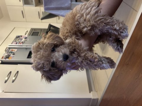 3 aylık maltipoo bebeği