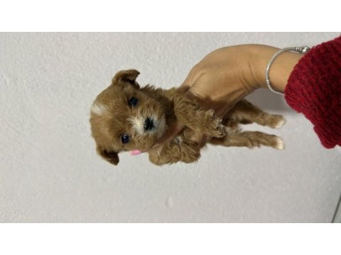 Teacup kore maltipoo