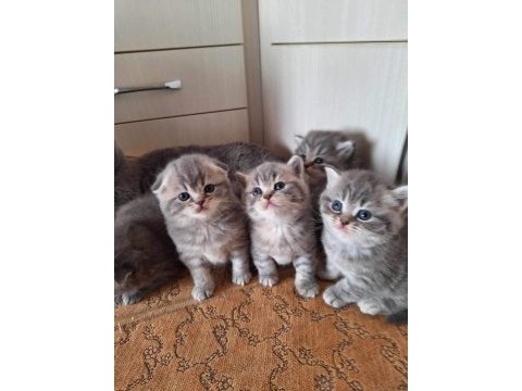 Teslime hazır british longhair bebekler