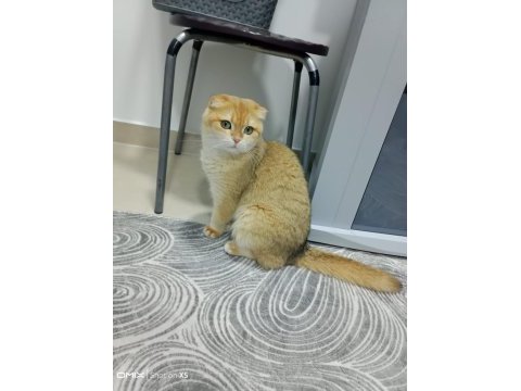 Golden scottish fold kızımız yeni yuvasını arıyor