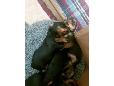 Yorkshire terrier yavru