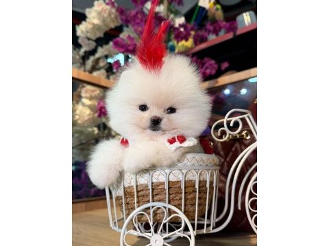 Sağlık ve ırk garantili pomeranian