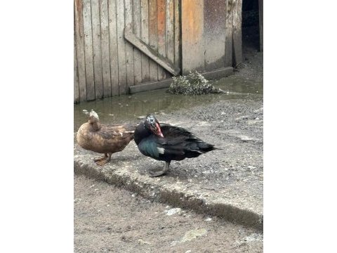 Damızlık amerikan pekin ördeği