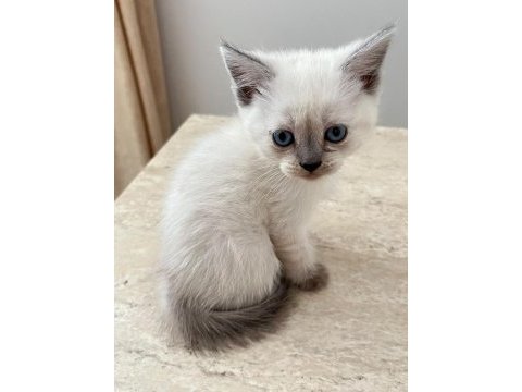 British shorthair blue point 45 günlük mavi boncuk