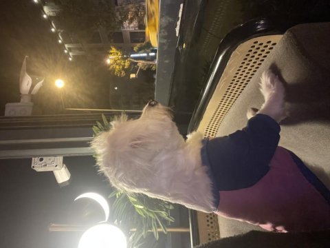 White terrier dişi 1 yaşında