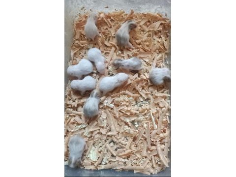 Hamster yavrular bursa