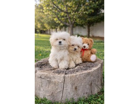 İnanilmaz uygun fiyatlara maltipoo yavrular
