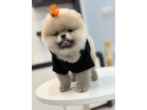 Sağlık ve ırk garantili pomeranian boo