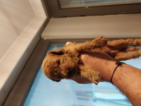 Toy poodle garantili