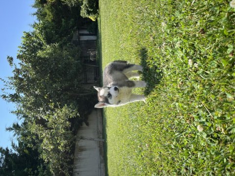 Dişi ve erkek husky yavruları 1 aylık