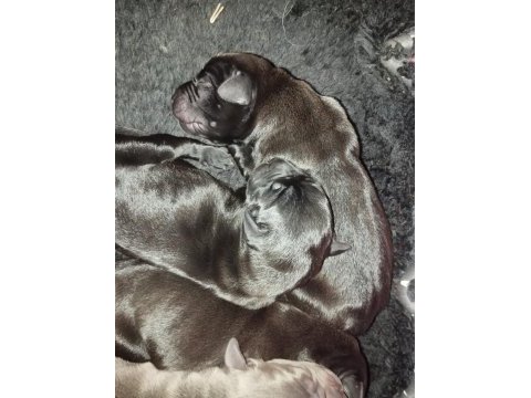 Cane corso yavrular ruhsatlı çiftlikten