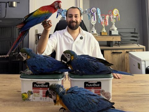 Yasal belgeli̇ yavru el besleme bebek macaw papağanlar