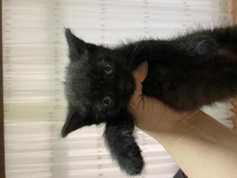 1.5 aylık british shorthair erkek yavrumuza yuva arıyoruz