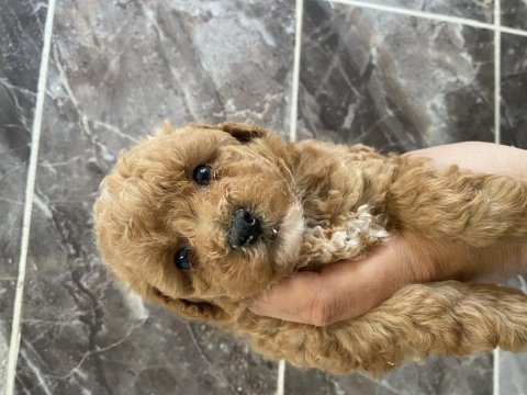 Orjinal bebek yüzlü maltipoo bebekler
