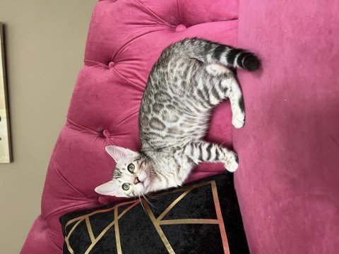 Silver bengal yavruları ( faturalı) 