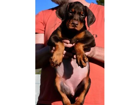 Türkiyenin en güvenilir çiftliğinden doberman