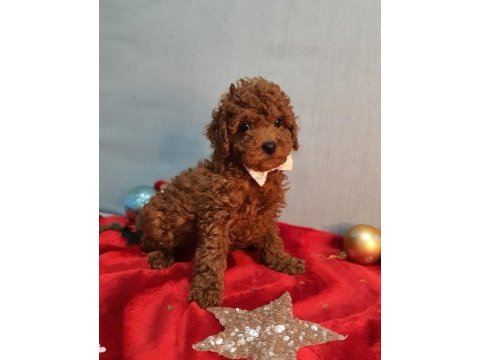 Oyuncak değil gerçek poodle