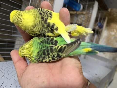 Jumbo muhabbet yavrular konuşturmalık