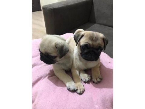 Pug mops yavrular