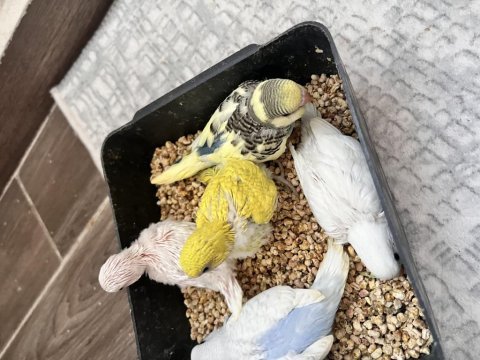 Ev üretimi minik muhabbet kuşlar