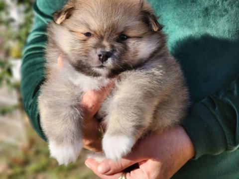Pomeranian ayıcıklar ırk ve sağlık garantilidir