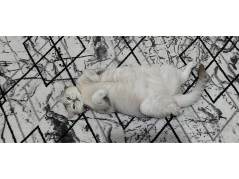 3,5 yaşında dişi british shorthair
